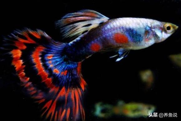 孔雀鱼把小鱼生在原缸里了怎么办,孔雀鱼母鱼生小鱼前的征兆