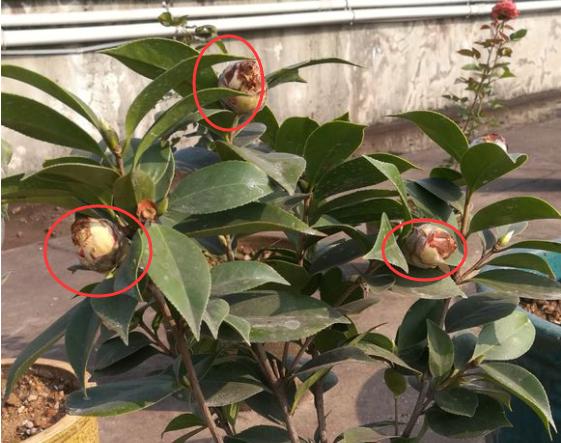 茶花花苞长时间打不开有什么办法,茶花花苞打不开就掉了怎么办