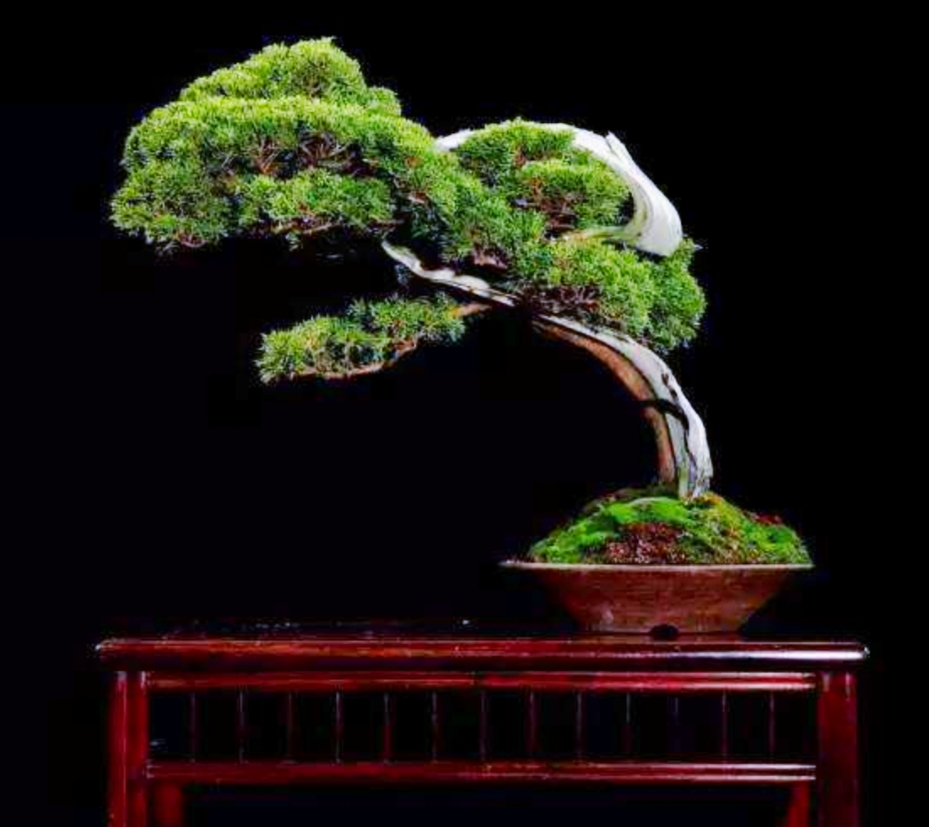 柏树桩盆景的造型,柏树舍利杆与枝条怎么完美过渡