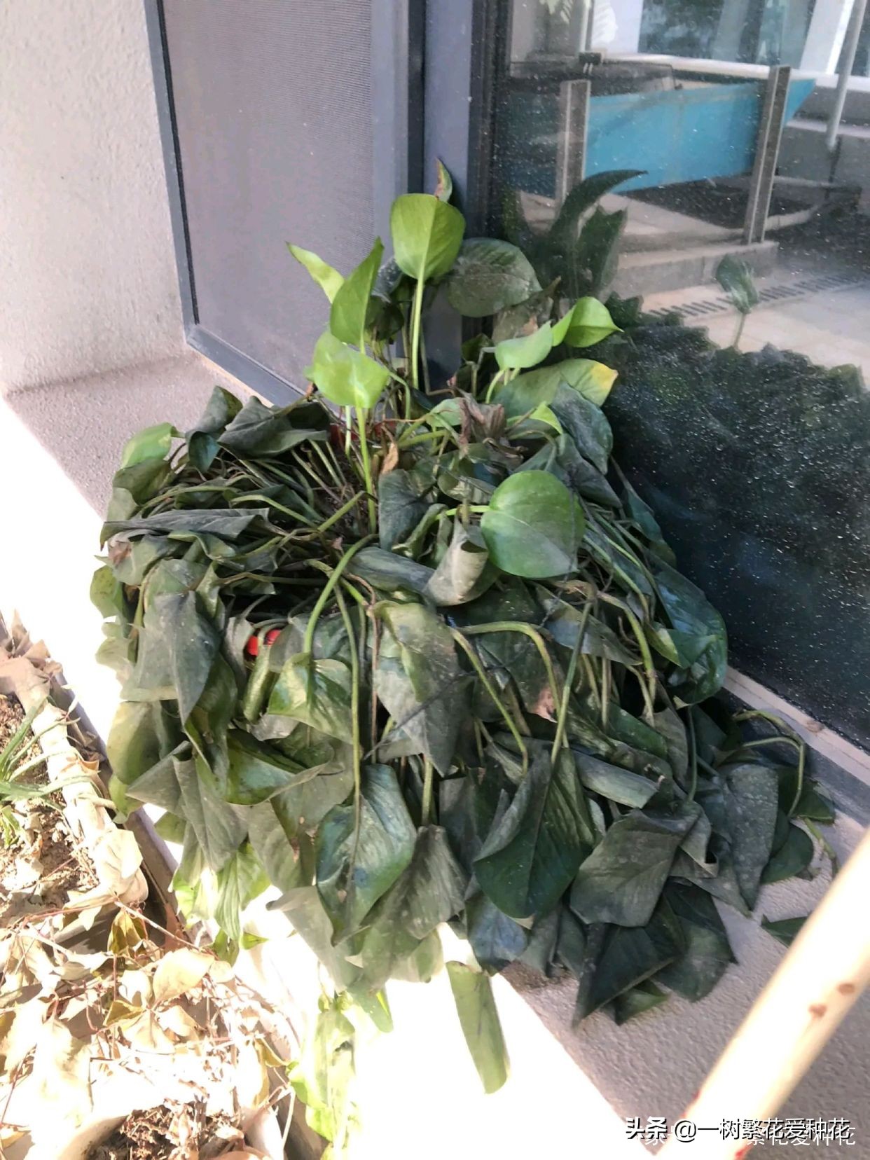 怎样才能把绿萝养得又绿又好,绿萝叶子绿怎么治