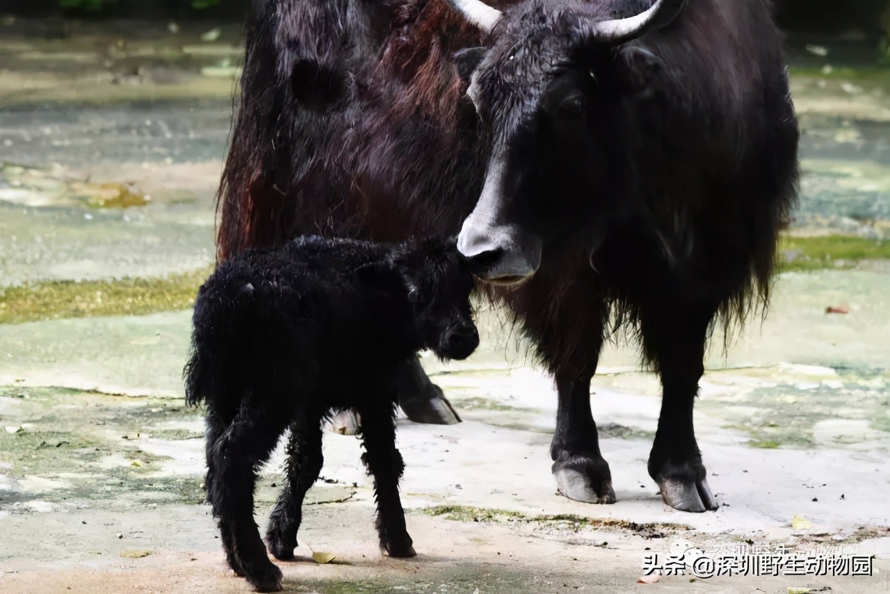 牛科动物的分类史,牛属动物分类