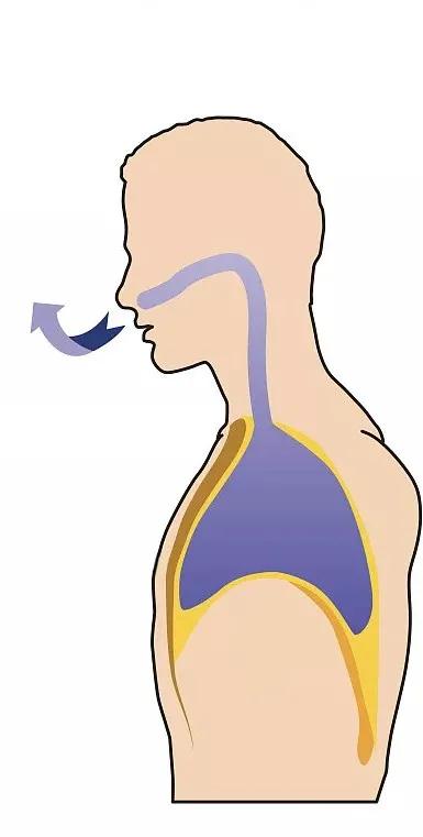 呼吸过程是怎么样的？今天带你搭乘氧气客车，一起去“肺里”逛逛