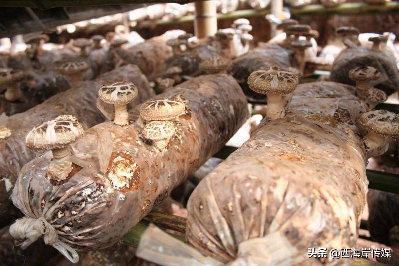 青岛西海岸琅琊品牌农产品 (青岛西海岸农产品展会)