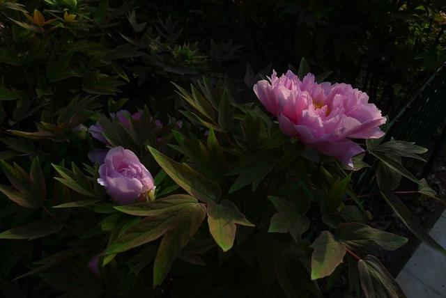 洛阳牡丹花摄影,中国牡丹花开摄影