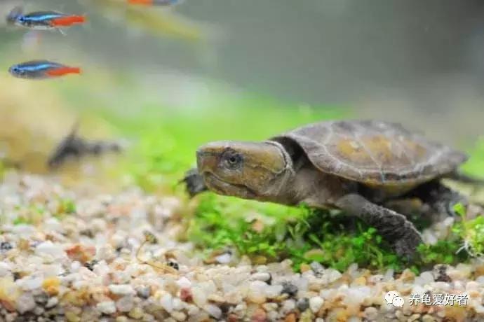 硝化菌的培养建立，你会了吗？