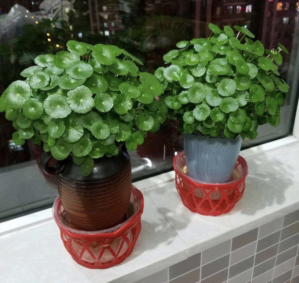适合懒人养的铜钱草,瀑布过滤养铜钱草