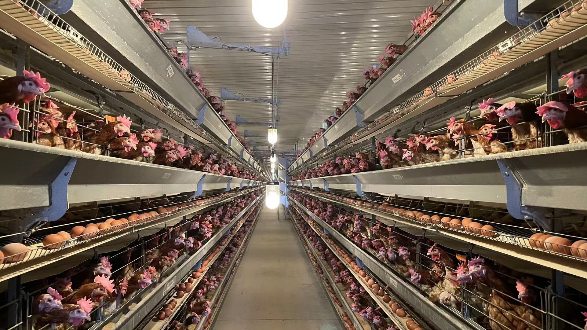 光照在蛋鸡养殖中的合理应用