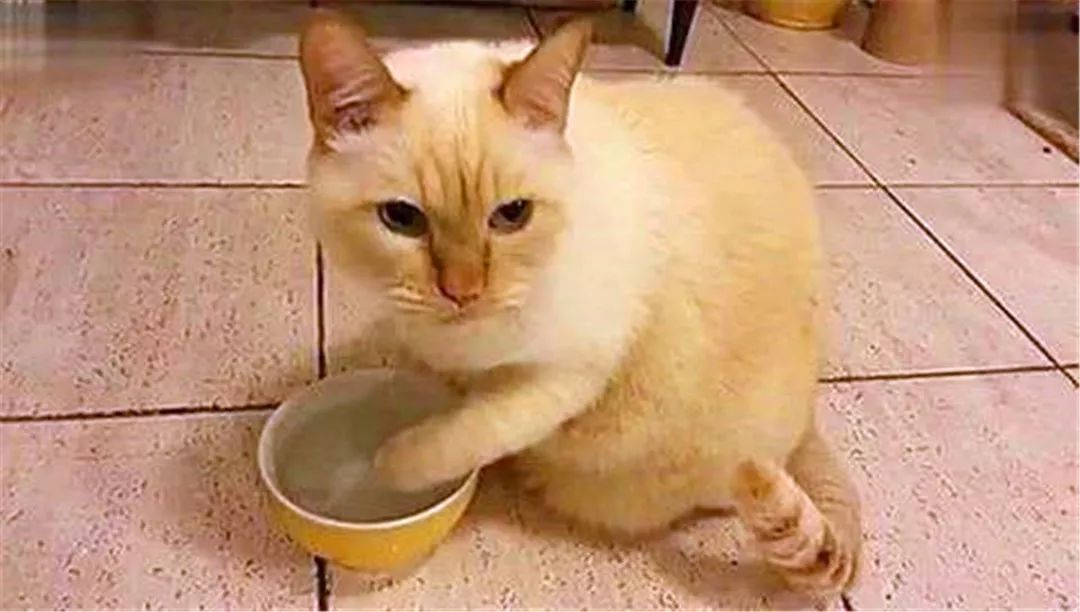 猫咪不爱喝水的小妙招,如何让猫咪变得不爱喝水
