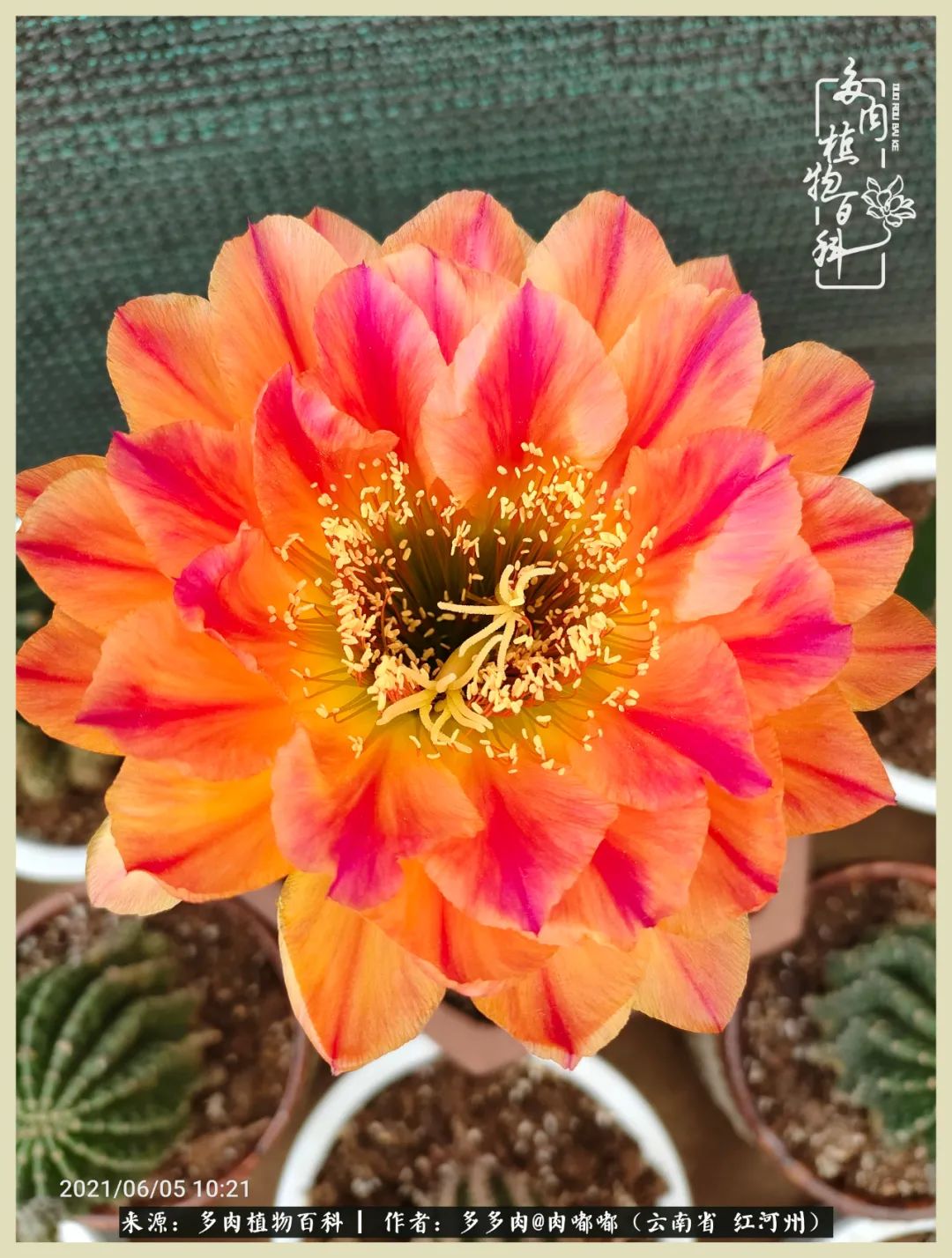 这个春天我们一起去赏花,这个季节我们一起去看花