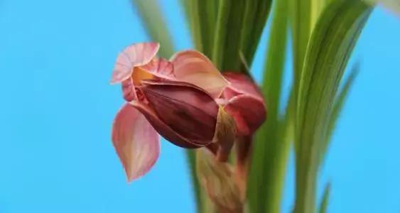 疯狂的兰草,疯狂的兰草完整视频