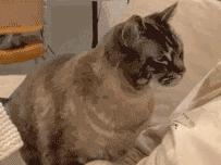 明明是已经绝育的公猫,明明绝育了猫咪为什么还叫