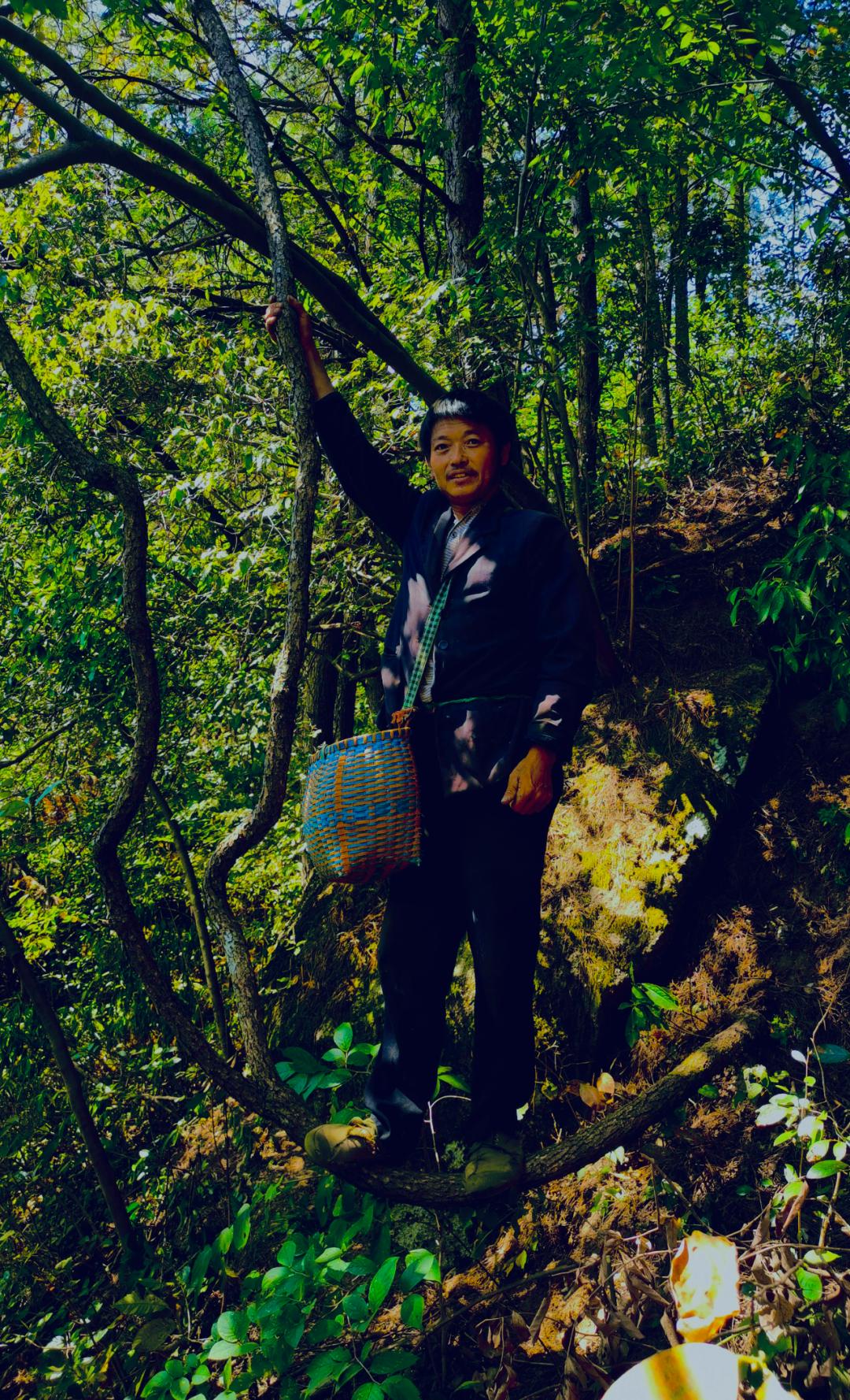 安徽发现的野韭菜,安徽发现野韭菜