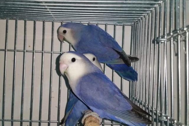 普兰牡丹鹦鹉是头类还是面类,面类牡丹和头面牡丹鹦鹉如何区分