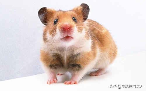 家里有老鼠教你一招全部消灭免费,家中有老鼠怎么一招消灭