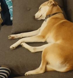 狗狗睡觉时抽搐是怎么回事,狗狗睡觉突然抽搐是什么原因