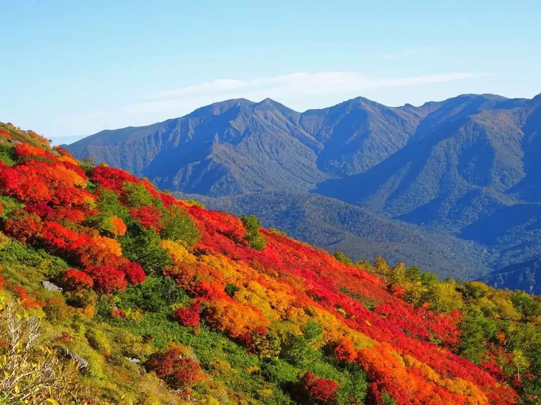 停车坐爱枫林晚风景,停车坐爱枫林晚季节