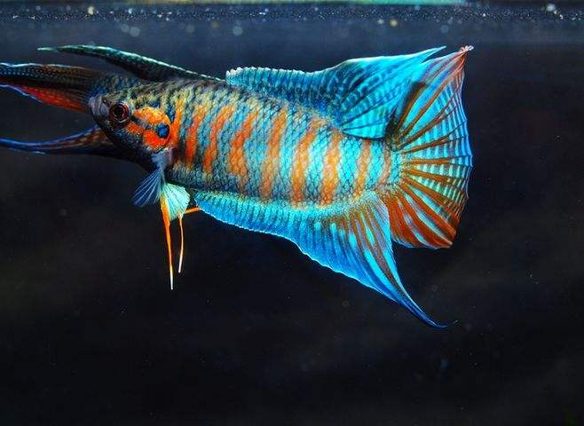 啥鱼不用加热棒也能养,用加热棒最好养的十款热带鱼