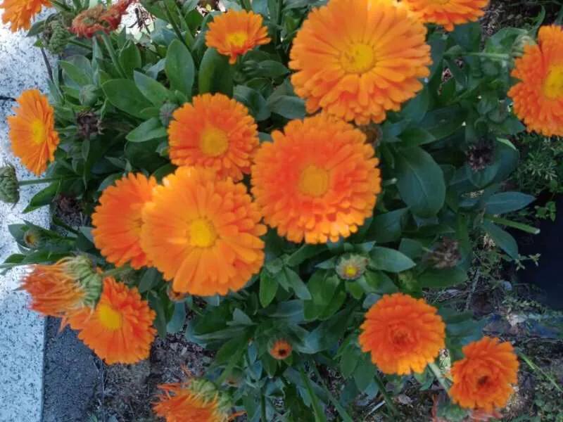 叶细显的诗全集,诗词雅趣对联大全