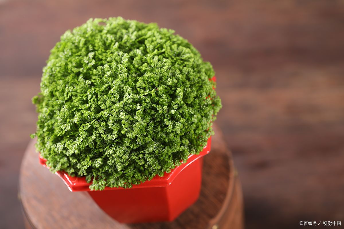 盆栽梅花夏季烂根怎么办,怎么防止盆栽烂根