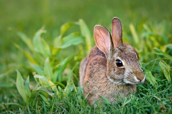 吃兔肉能治什么病,兔肉有什么功效和营养
