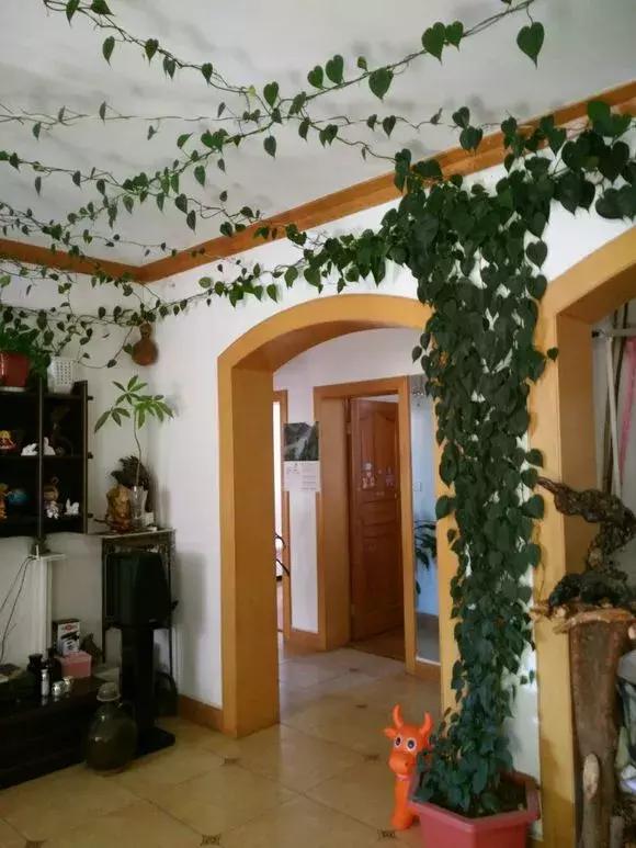 绿萝牵引神器,家中的绿萝长得太长了怎么办