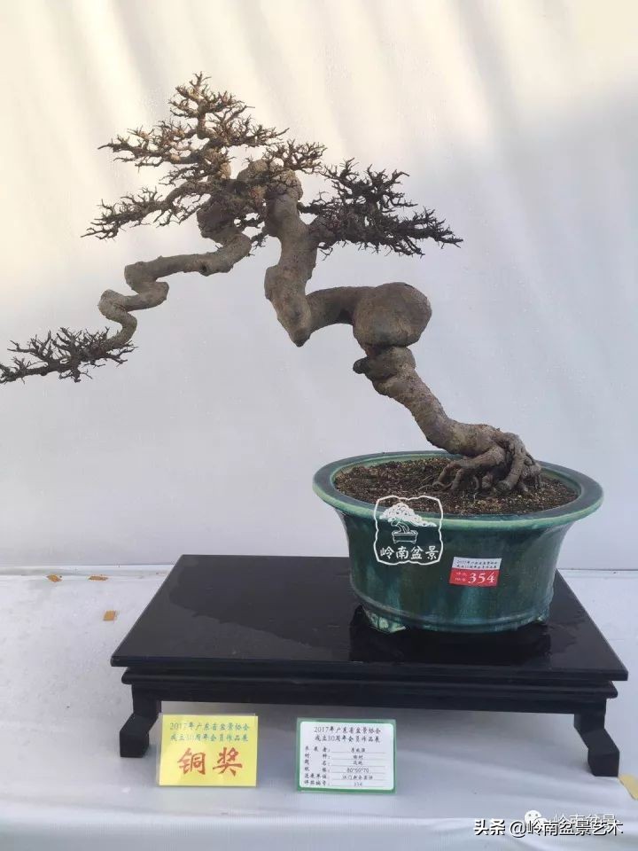 又好看又好养的盆景,最值得收藏的十种盆景