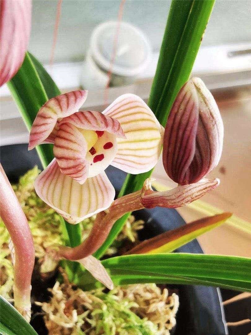 莲瓣兰名品大全欣赏,莲瓣兰精品新种奇花