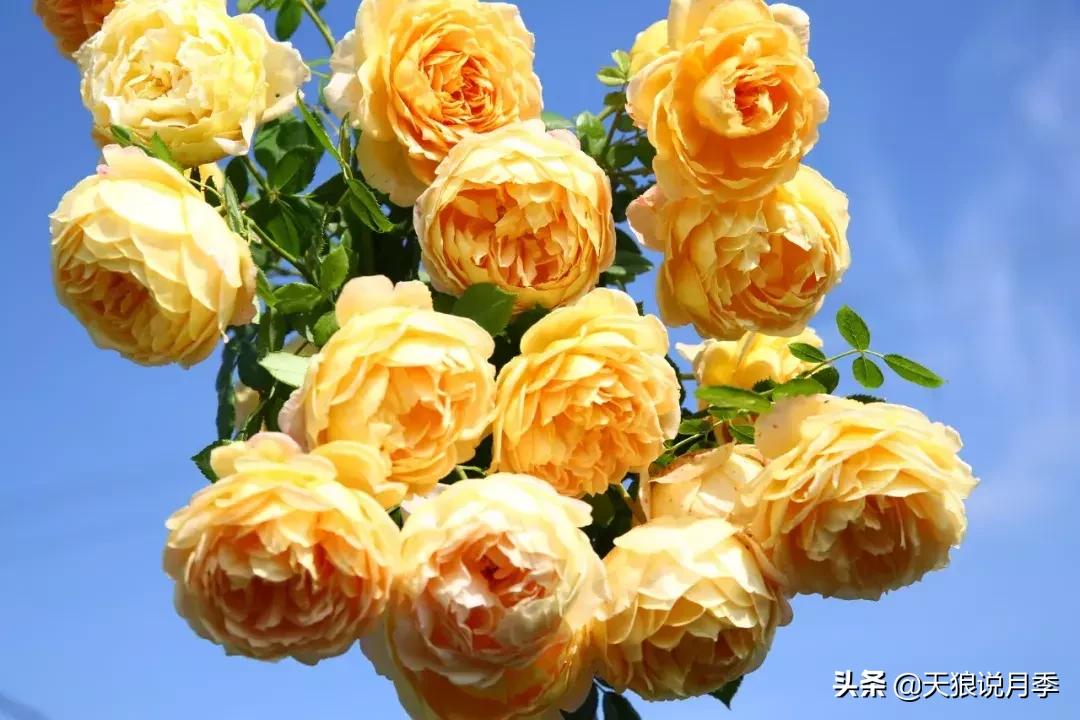 阳台种月季光照少怎么办,光照不好可以养石榴吗