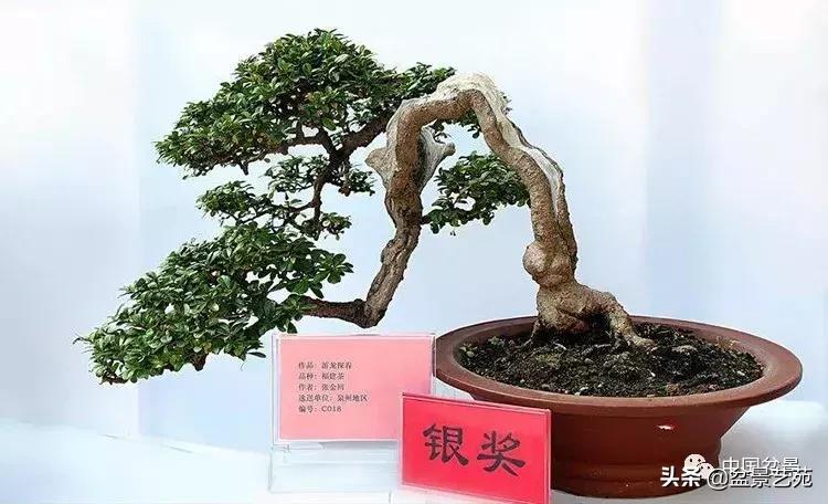 天生好养的36种盆景植物,好养的大盆景植物推荐