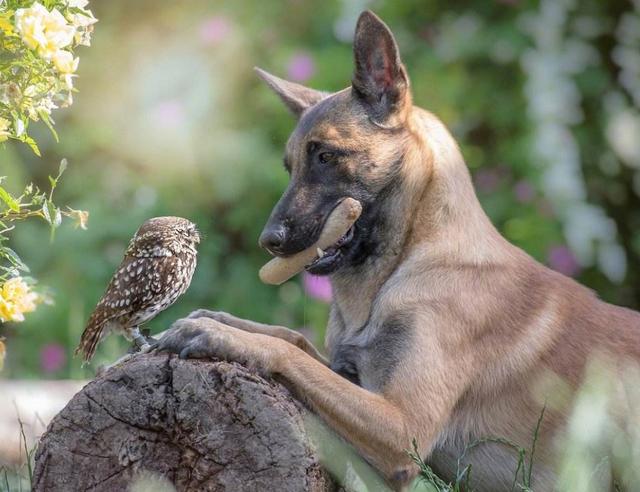 马犬为什么不怕人吓它,什么马犬最可怕