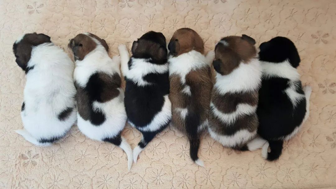 世界上听话又乖巧的五种狗狗,最乖并且最给你安全感的五种狗狗