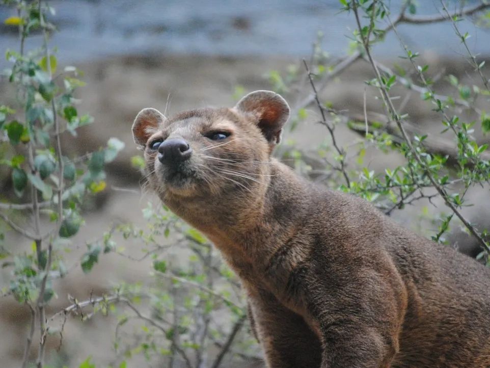 山海经里的神兽谁见过真正的,山海经中的神兽竟然在现实中