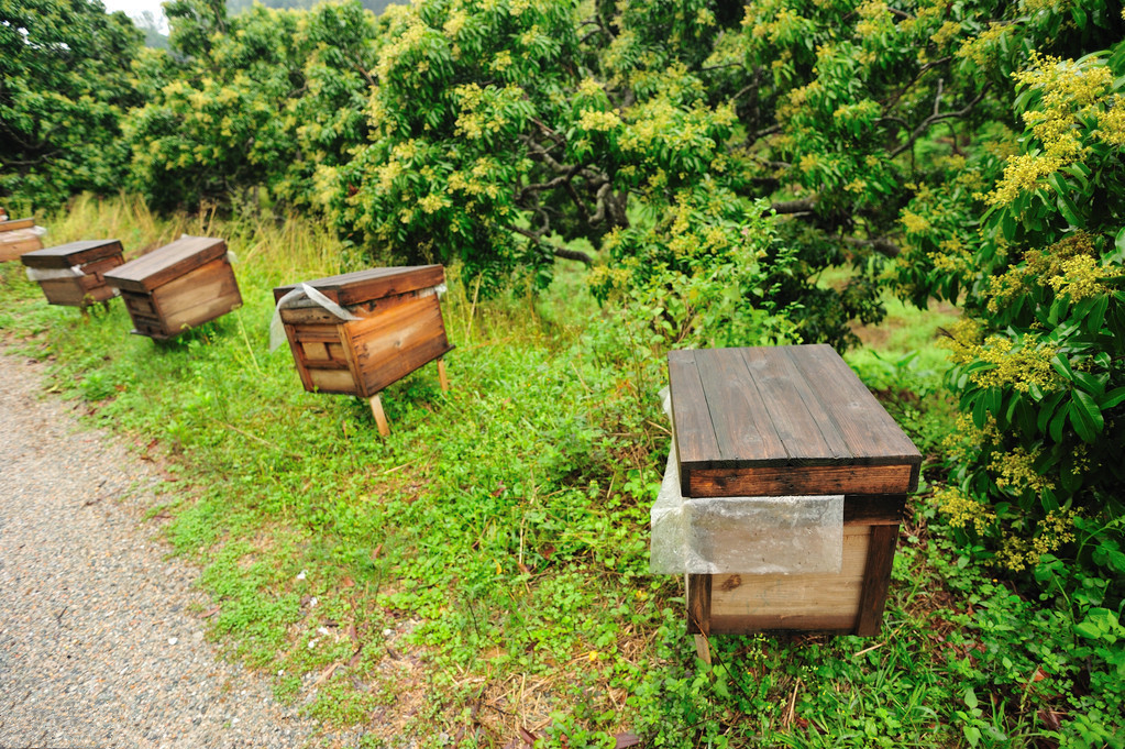 蜂群的三种疾病,蜂群会飞逃是什么原因