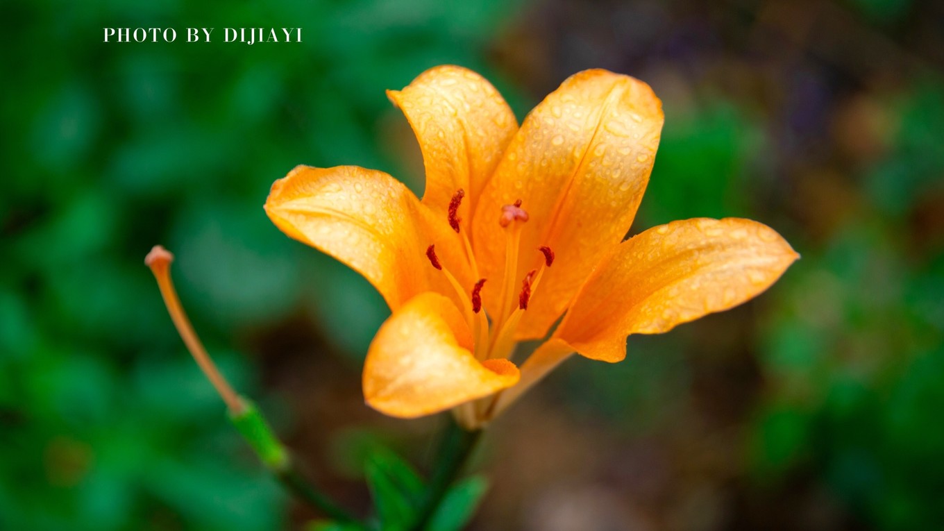 金坛花谷奇缘几月开花,金坛花谷奇缘地图