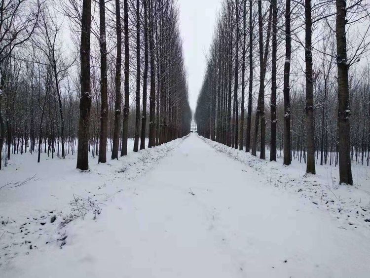 顶风冒雪抗严寒，战天斗地忍饥饿-布拖纪实