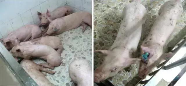 《抗非战略如何布置，分期治疗是关键》——深度剖析