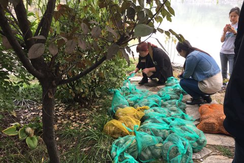广州小水沟里的巴西龟泛滥,巴西龟泛滥成灾视频
