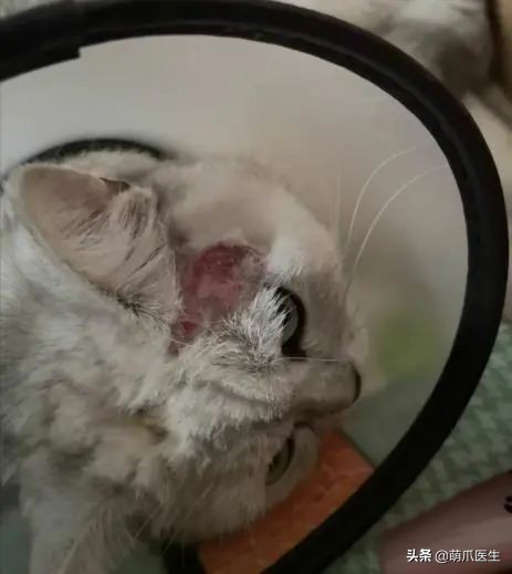 猫咪过敏是属于炎症反应吗,猫咪过敏怎么排除过敏源