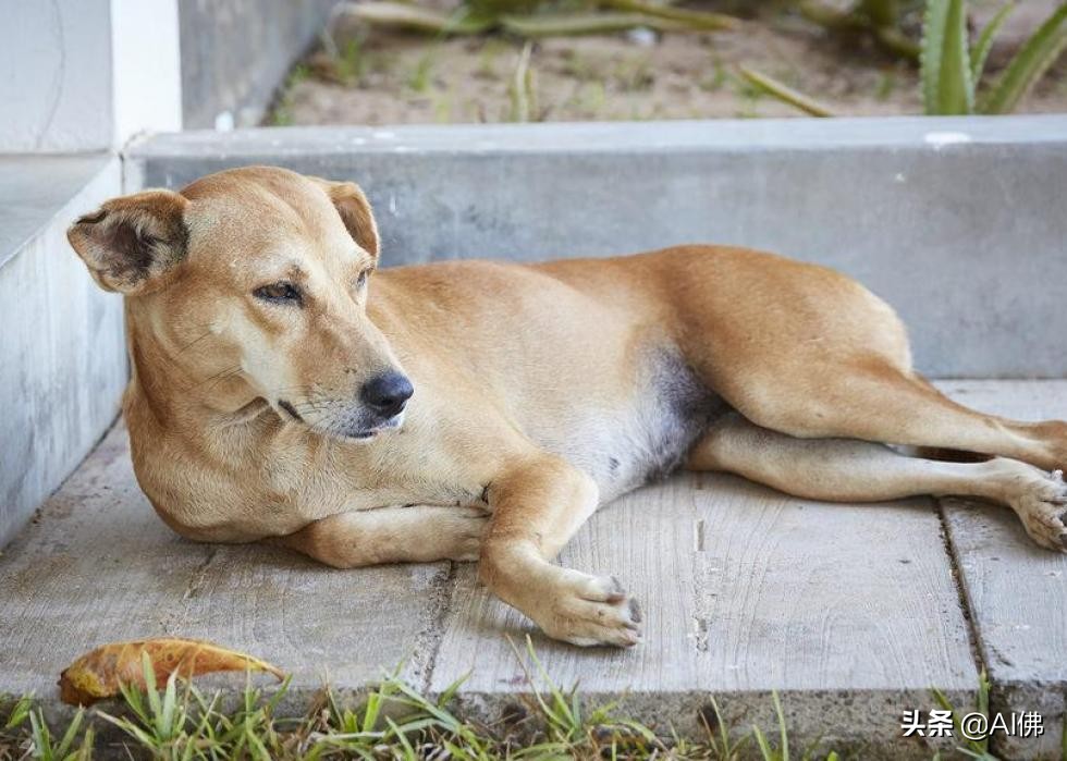 美国最受欢迎的100组小狗名字