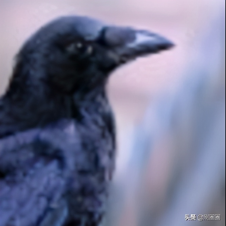 第五单元说明文作文500字五年级,五年级第五单元说明文作文范文