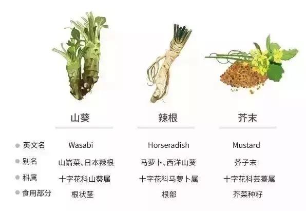 高级芥末是辣根还是山葵,芥末和辣根山葵的区别动画
