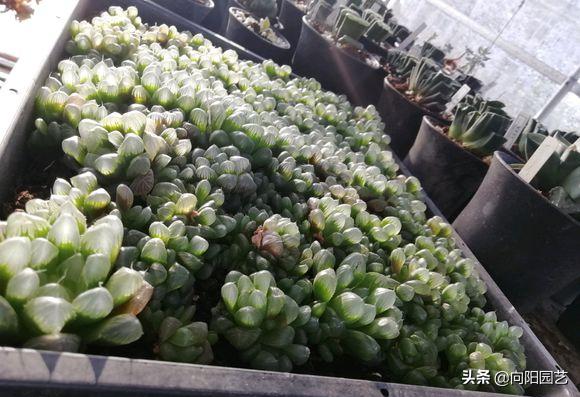 玉露疯长可以砍头吗,玉露徒长了怎么砍