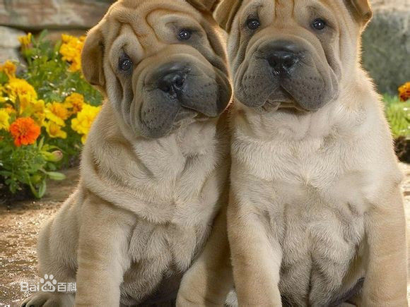 宠物狗小型犬品种排名大全及图片,性格温顺的小型犬有哪些