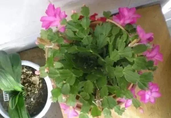 盆栽花老掉蕾怎么处理,盆栽掉花蕾是什么原因