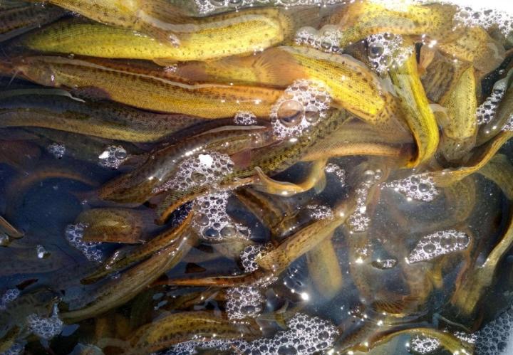 泥鳅养殖技术怎样养泥鳅,泥鳅养殖技术怎样养殖泥鳅