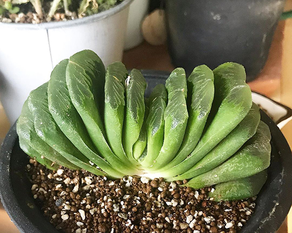 多肉植物一年四季可以晒太阳吗,夏季怕热怕晒的多肉植物