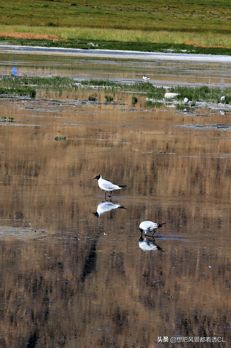 西行记电影解说,西行纪27完整版免费看