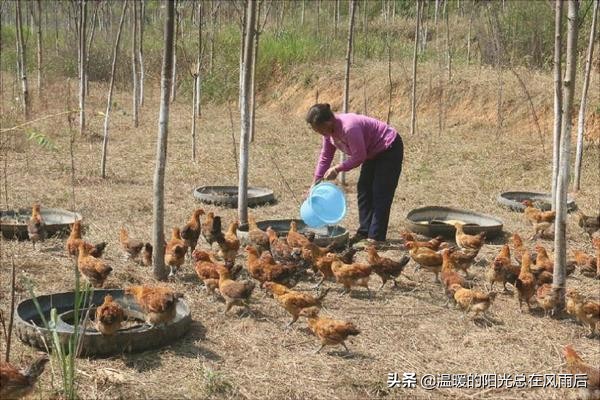 贵州农村养鸡与销路,农村养鸡怎么找销路