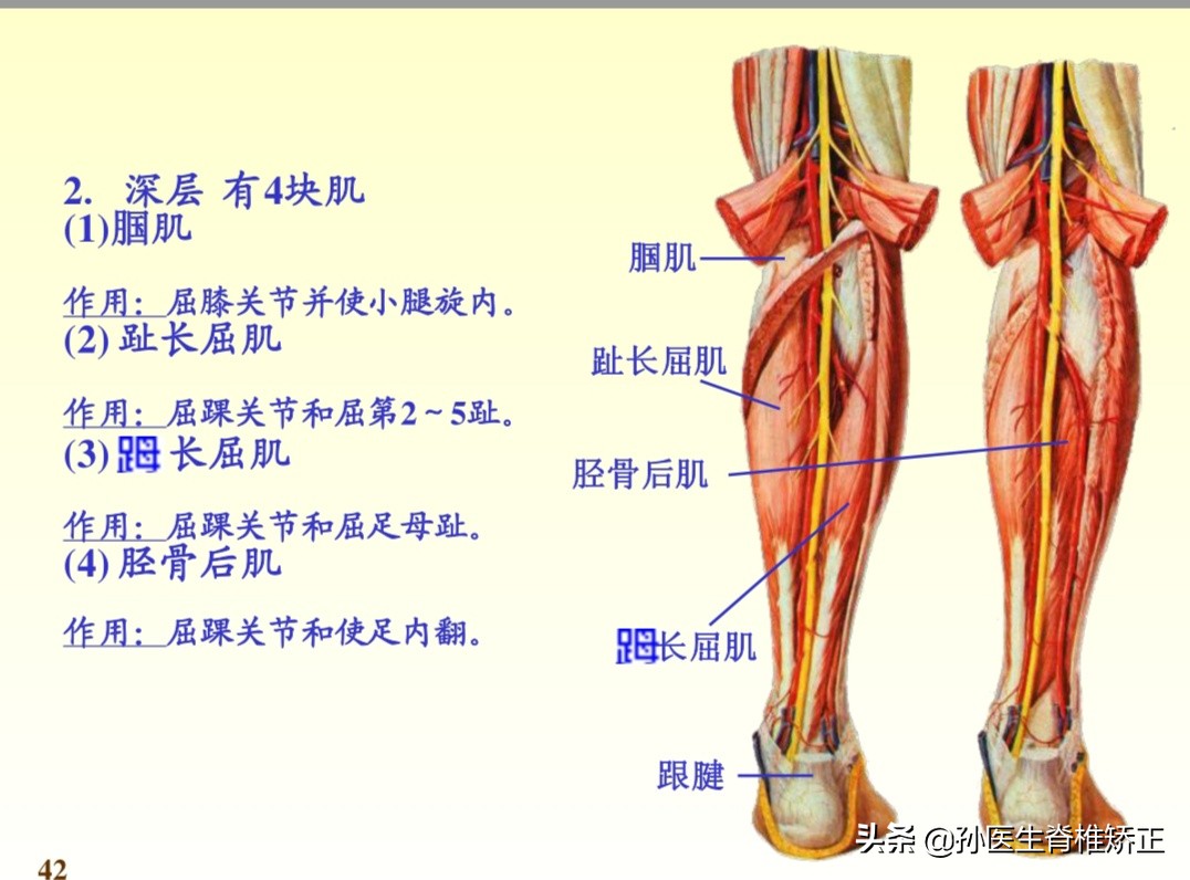 系统解剖学骨学ppt课件,解剖学基本知识ppt课件