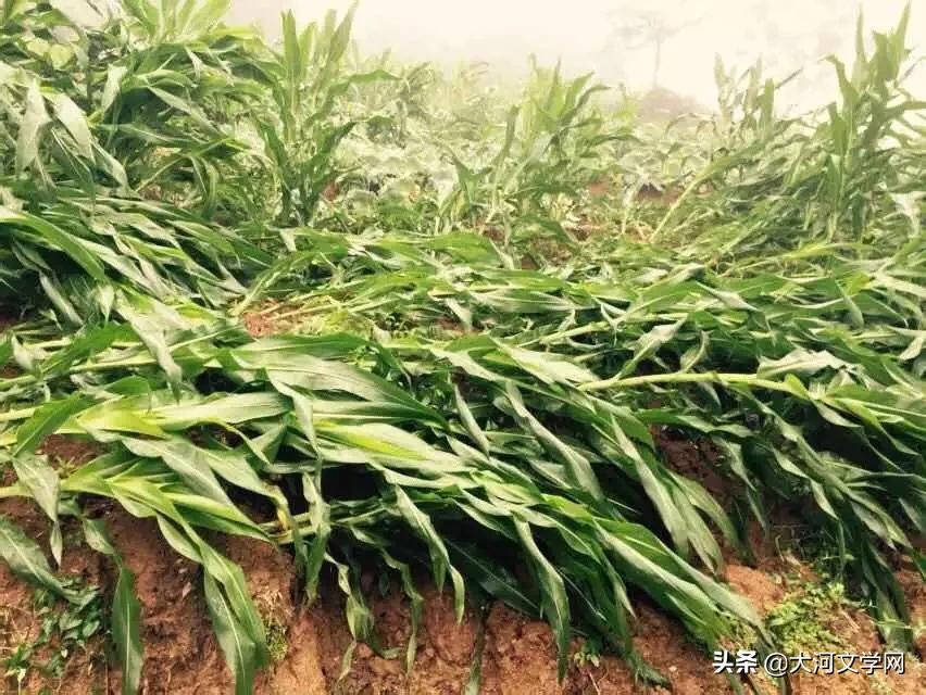 顽强的玉米|作者：张文丽